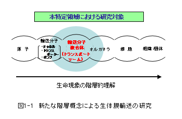 図1-1　新たな階層概念による生体膜輸送の研究