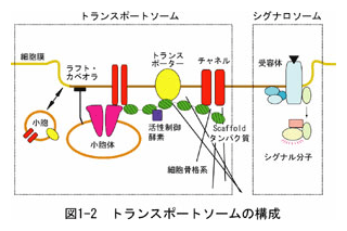 図1-2　トランスポートソームの構成