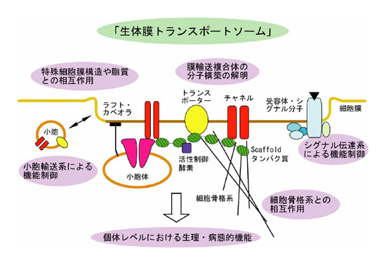 図：生体膜トランスポートソーム