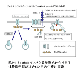図2-1 Scaffold タンパク質が形成仲介する生体膜輸送機能複合体とその生理的機能