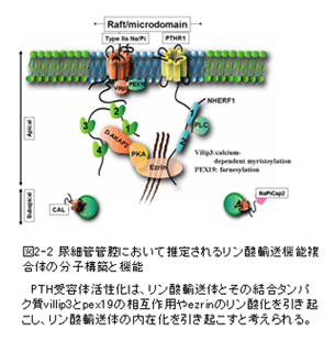 図2-2 尿細管管腔において推定されるリン酸輸送機能複合体の分子構築と機能