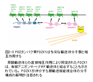 図2-3　PDZタンパク質PDZK1は多彩な輸送体分子群と相互座要する