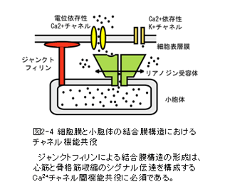 図2-4　細胞膜と小胞体の結合膜構造におけるチャネル機能共役